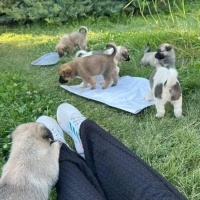 KÖPEKLERİ..