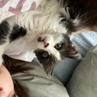 Ozzy için..
