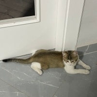 Oyuncu ca..