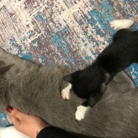 çok kğçük emiy...