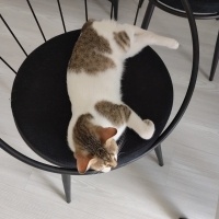 İyi huylu kıza...