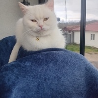 Oyuncu kı..
