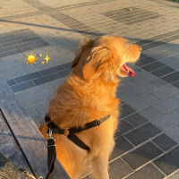 çok acil..
