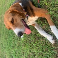 Beagle -..