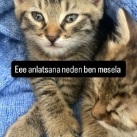 Tatlı Oyu..