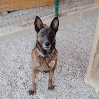 Bella kız..