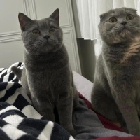 Cins kedi..