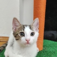 Sokağa gi..