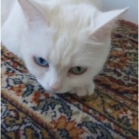 pamuk adı..