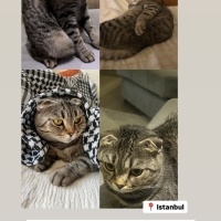 ÜCRETSİZ..