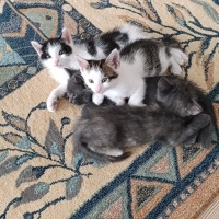 Yavruları..