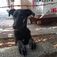 Doberman..