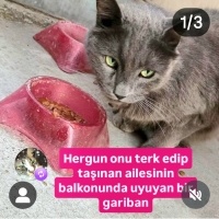 Ücretsiz..