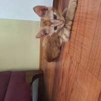 🐾 Küçük..