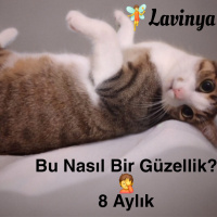 Tam bir t..