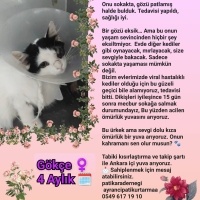 Tek Gözlü..