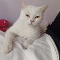 Çok acil..