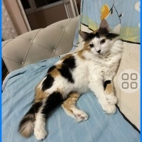 ÇOK ACİL..