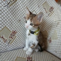 Minik Pre..