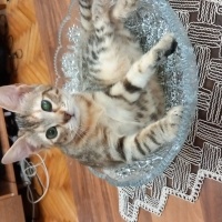 Cana yakı..