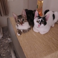 2 güzel ç..