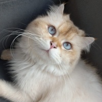 Ares ömür..