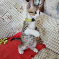 Minik Pre..