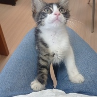 Minnak iç..