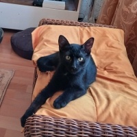 KUZGUN ÖM..