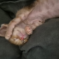 Mini minn..