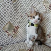 Minik Pre..