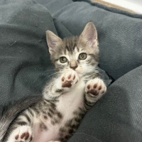 Minik Pat..