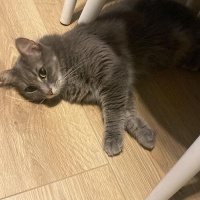 Luna'ya K..