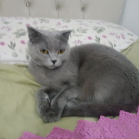Kizimiz y..