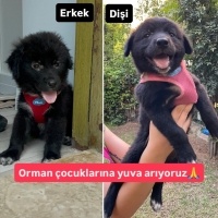 Orta ırk..