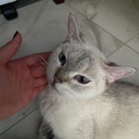 Sokaktan..