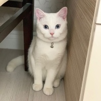 Lilamız Yeni Yuvasını Arıyor 🌸