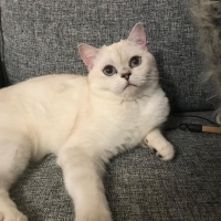 British Shorthair Sevgili Kedimizi Sahiplendirmek İstiyoruz