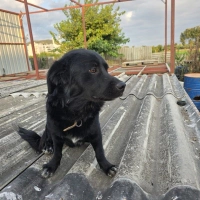 Kara Oğla..