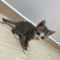Minik Pat..