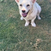 Terrier k..