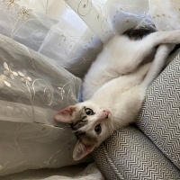 Pamuk ömü..