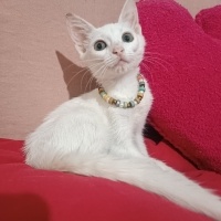 Pırıl kız..