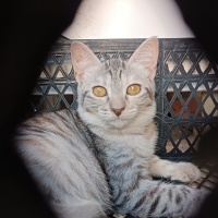 Kehribar..