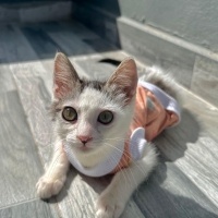 ilgi bagi..
