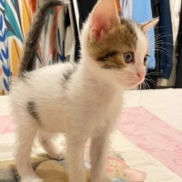 Minik Pat..