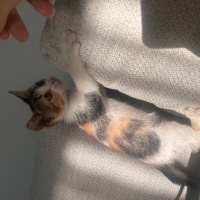 Calico di..
