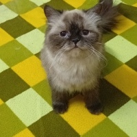 Himalayan..