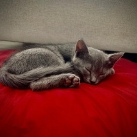 Acill Oyu..