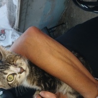 Kedi sahi..
